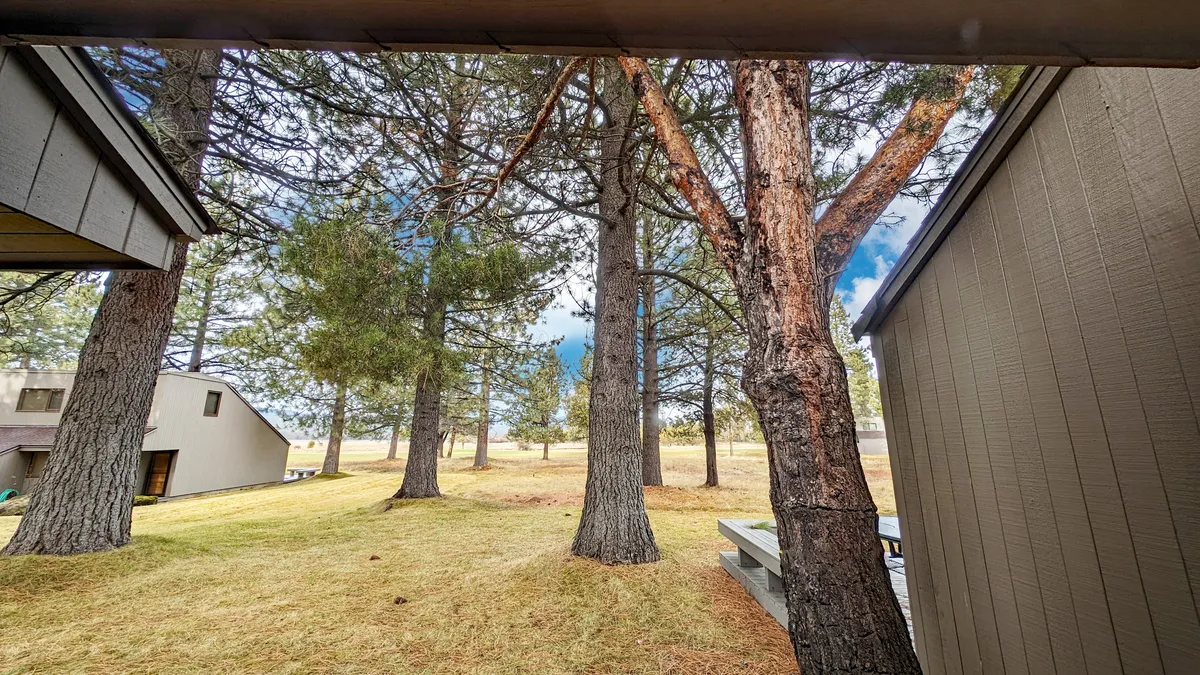 A peaceful exterior scene featuring tall pine trees and an open grassy area adjacent to nearby buildings. The area feels tranquil, ideal for nature walks, picnics, and unwinding outdoors with pets.